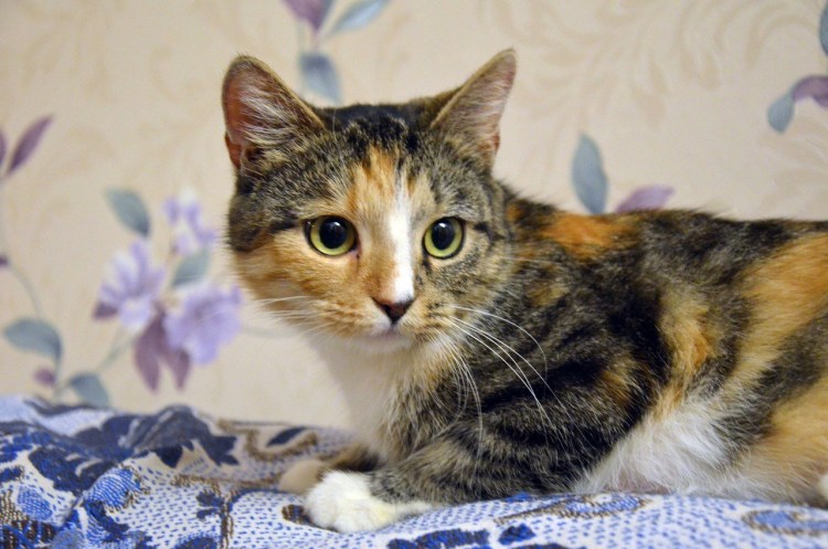 Кошка породы Калико