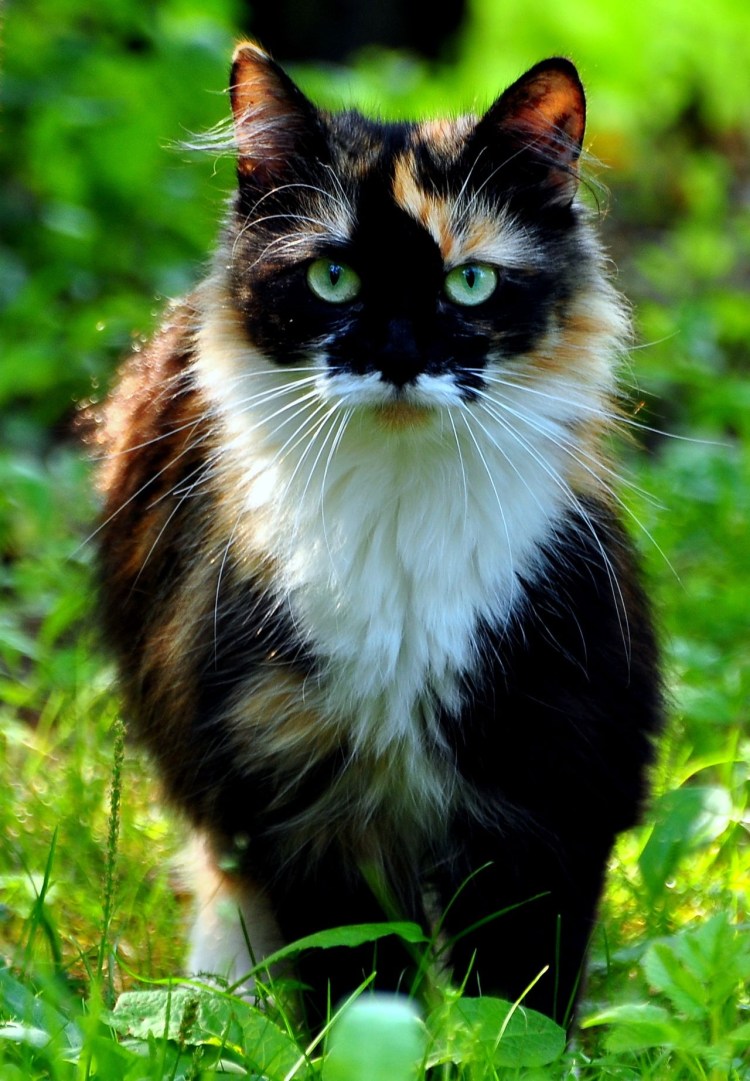 Трёхцветная кошка