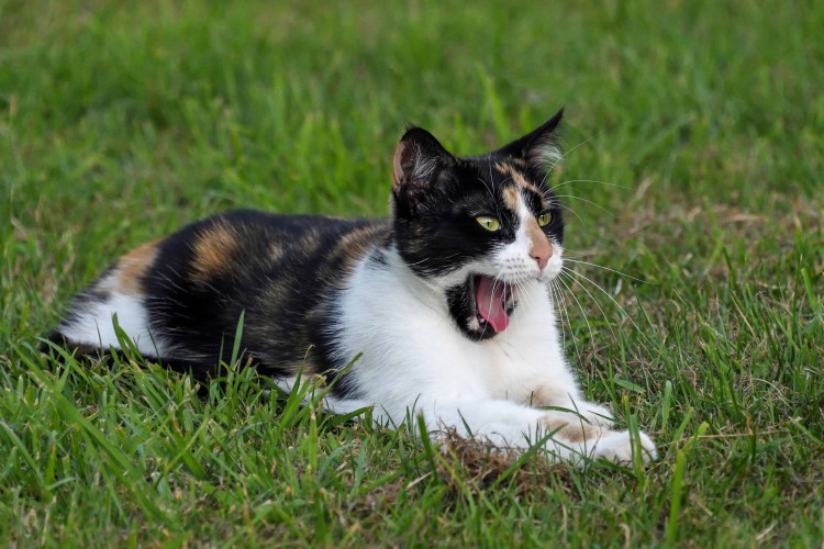 Кошка породы Калико