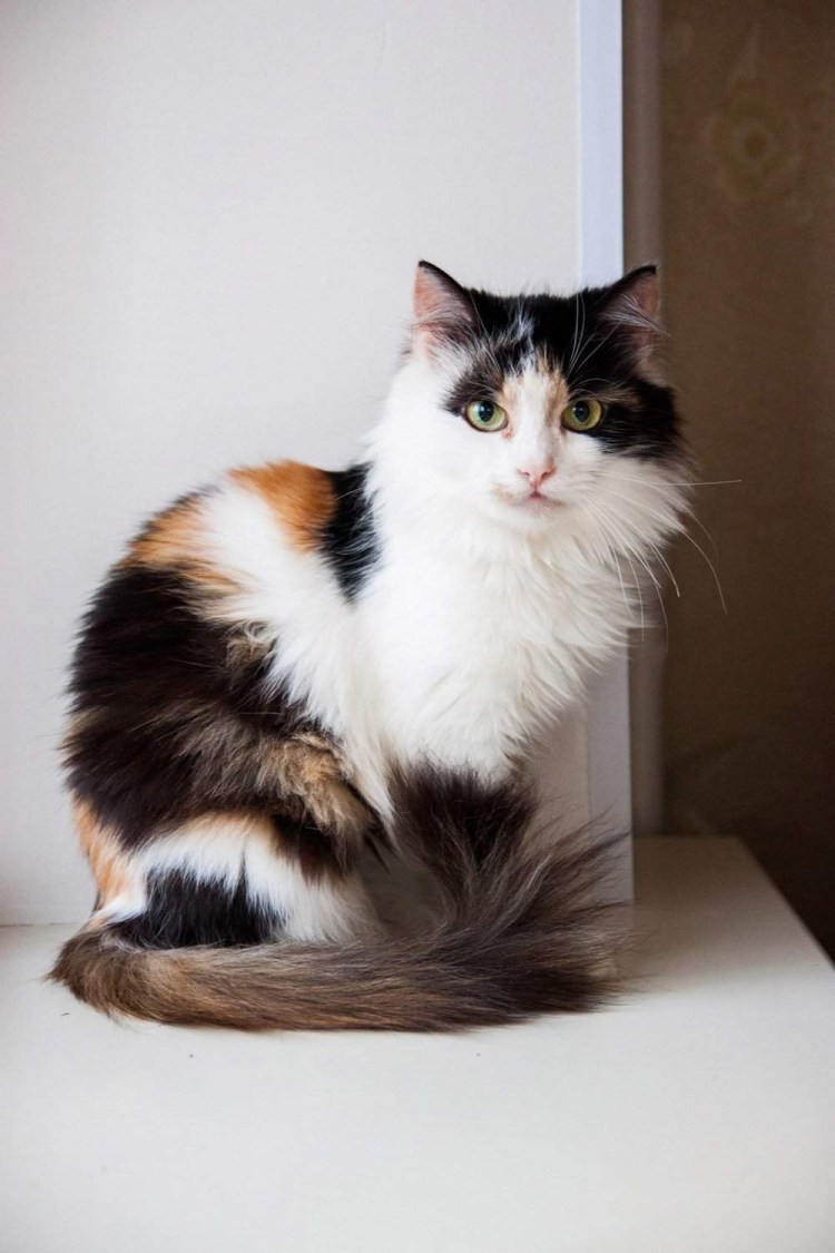 Кошка домашняя трехцветная