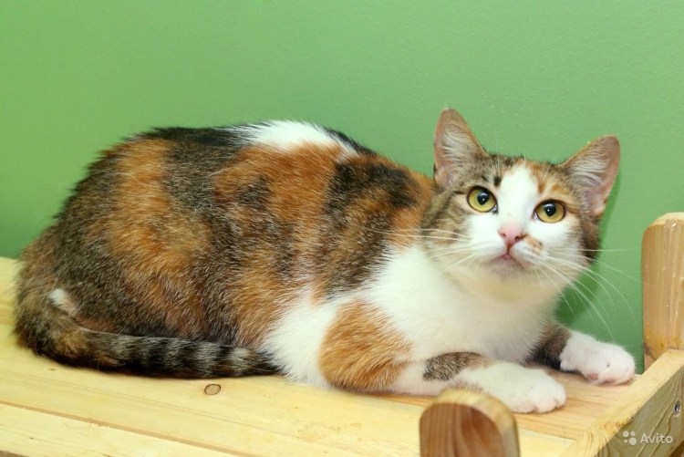 Трехцветная черепаховая кошка