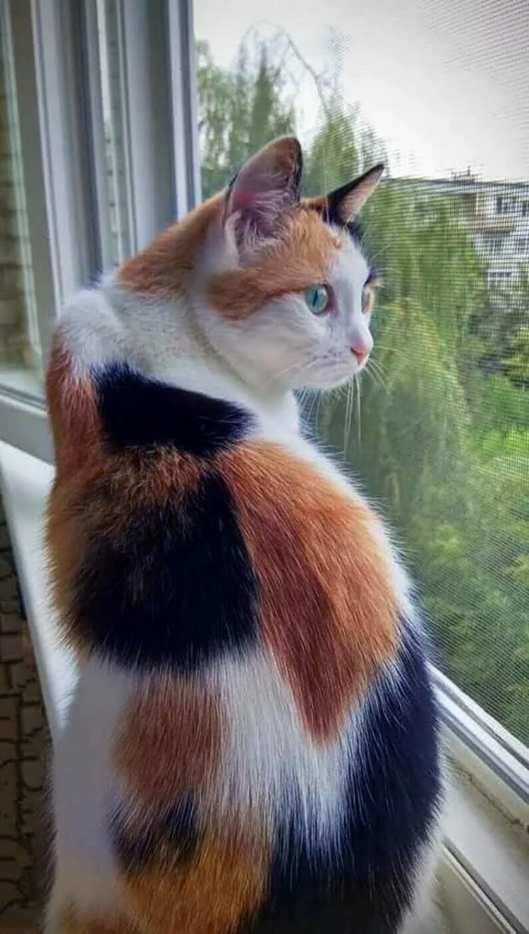 Кошка дворняжка трехцветная