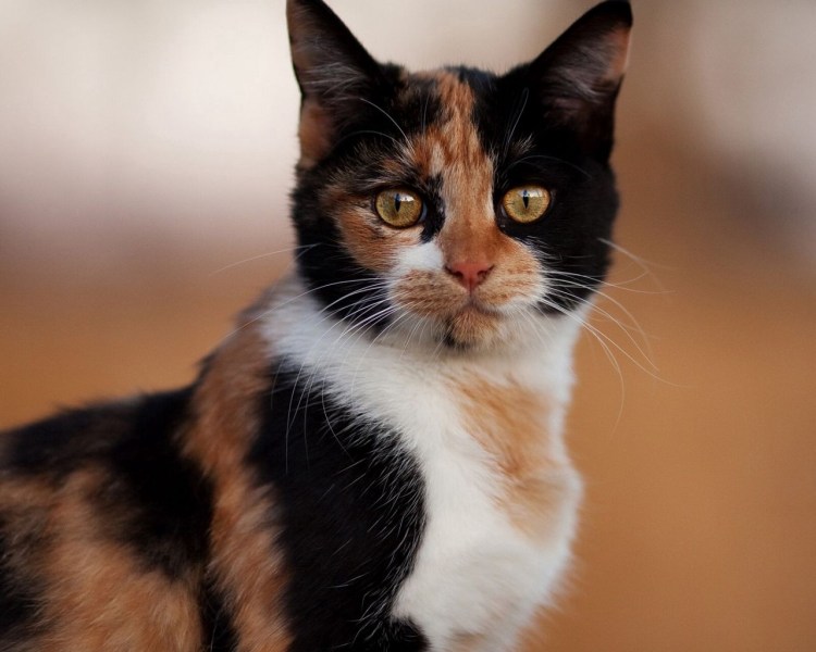 Трехцветная черепаховая кошка