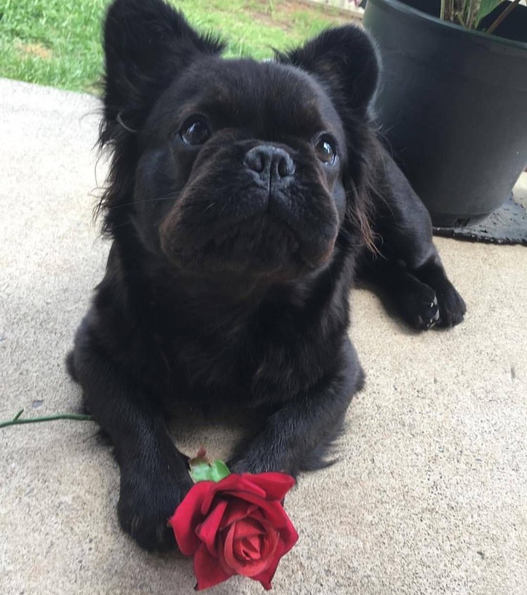 Длинношерстный бульдог флаффи