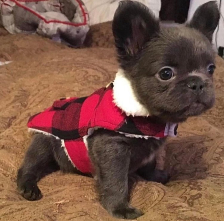 Французский бульдог