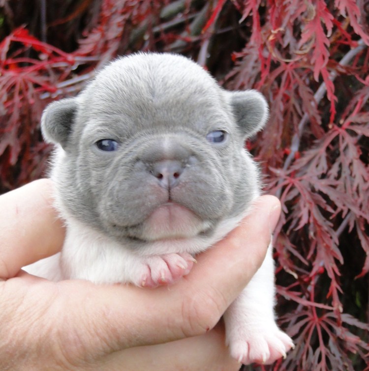 Французский бульдог