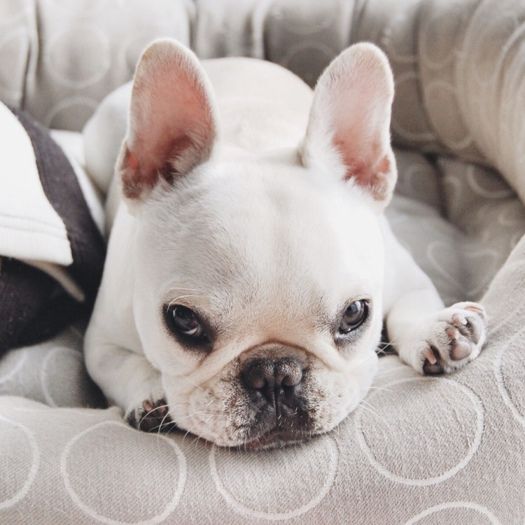 Английский бульдог микро