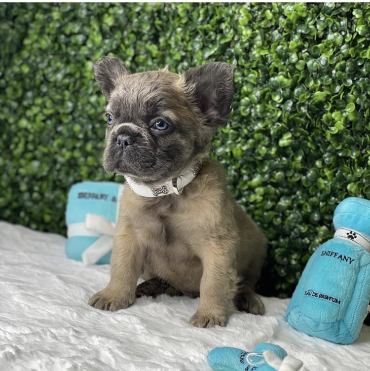 Французский бульдог флаффи белый