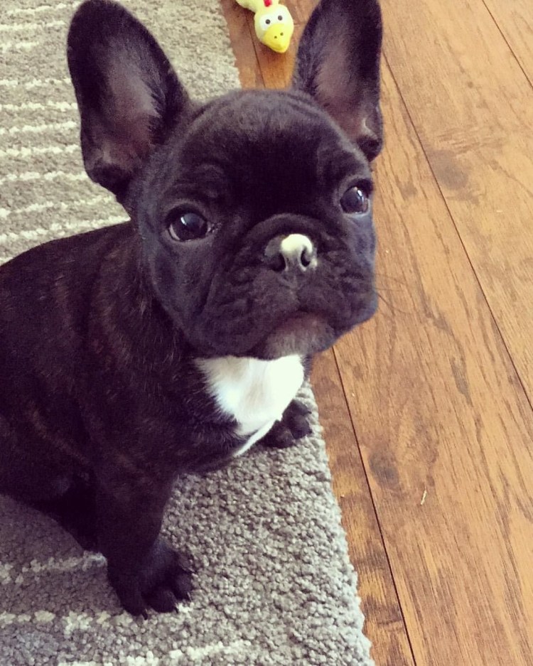 Флаффи френч бульдог