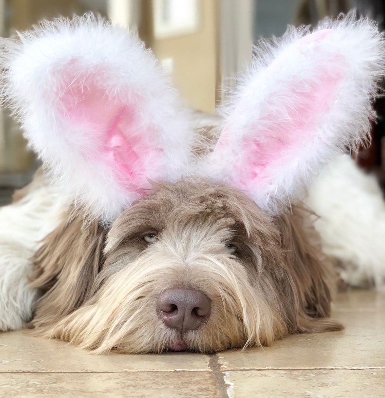 Французский бульдог вислоухий