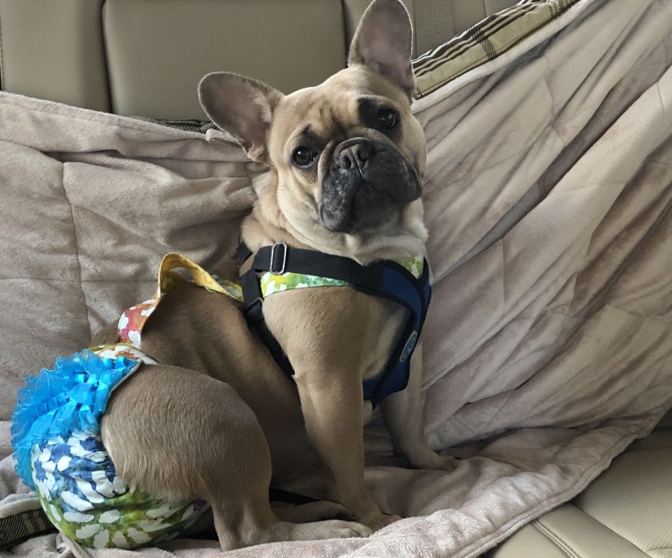 Флаффи бульдог