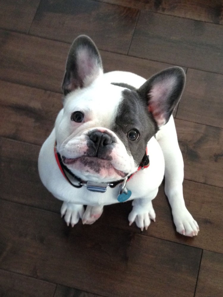 Щенки французского бульдога флаффи