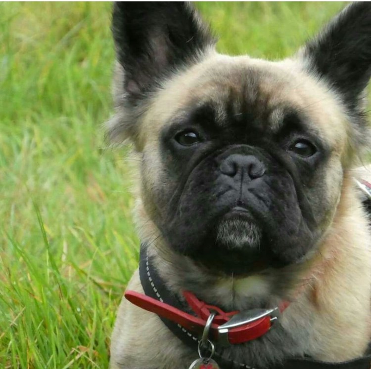 Fluffy французский бульдог