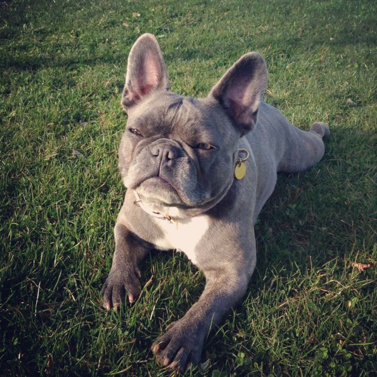 Французский бульдог флаффи белый