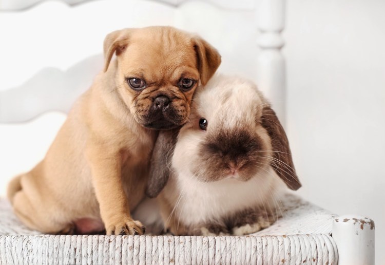 Пушистый французский бульдог купить