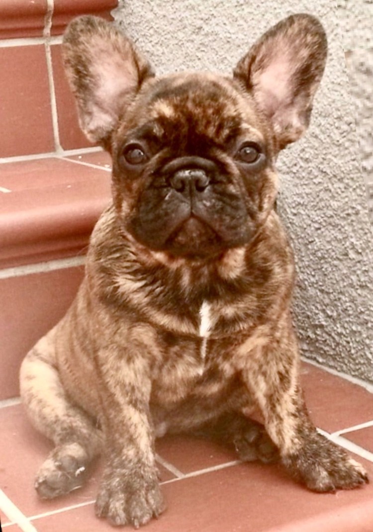 Милые щенки французского бульдога