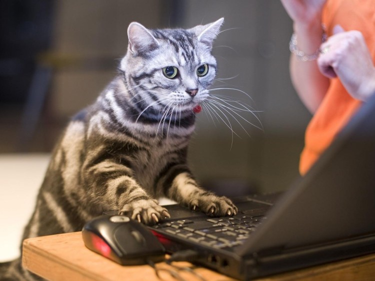 Скука котик