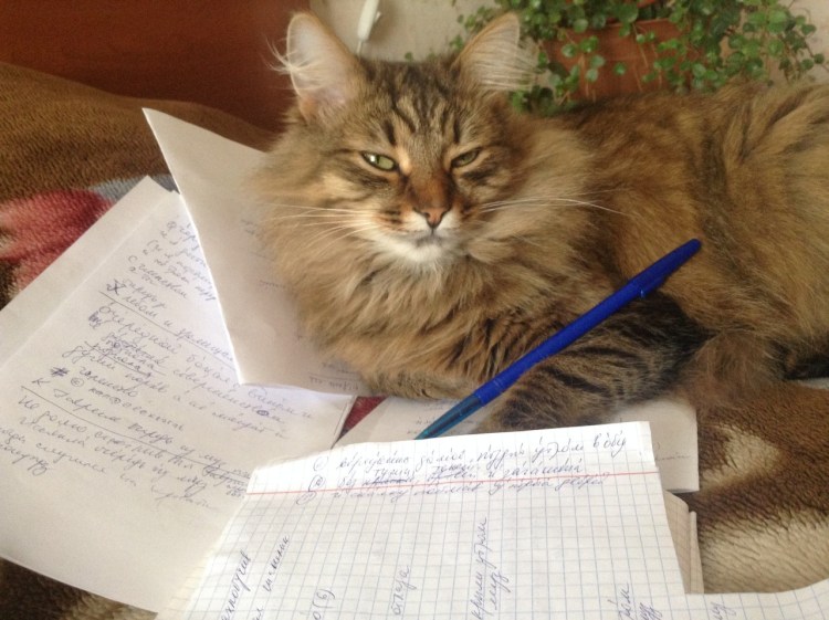 Письменный кот