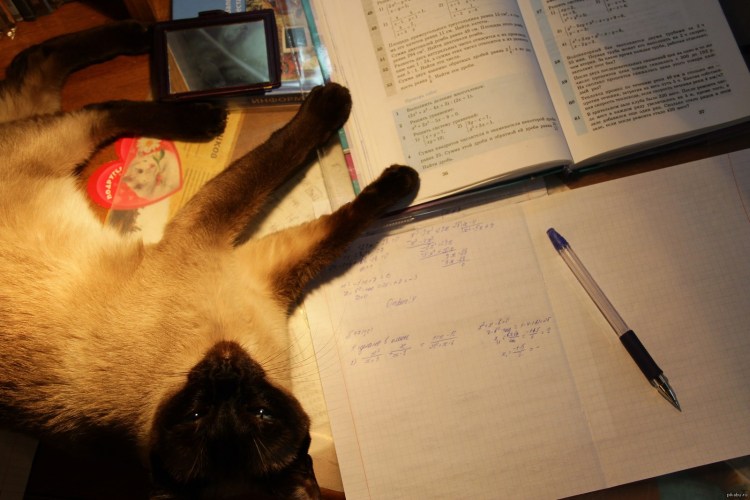 Котик делает уроки