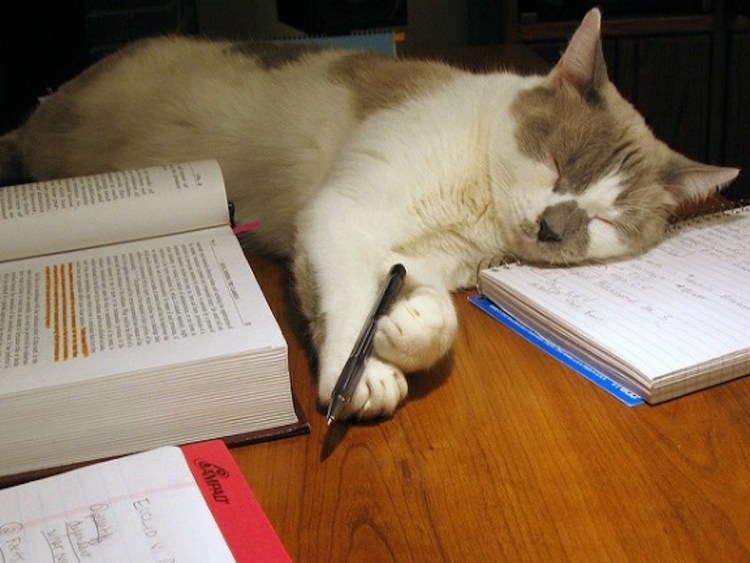 Кот учеба