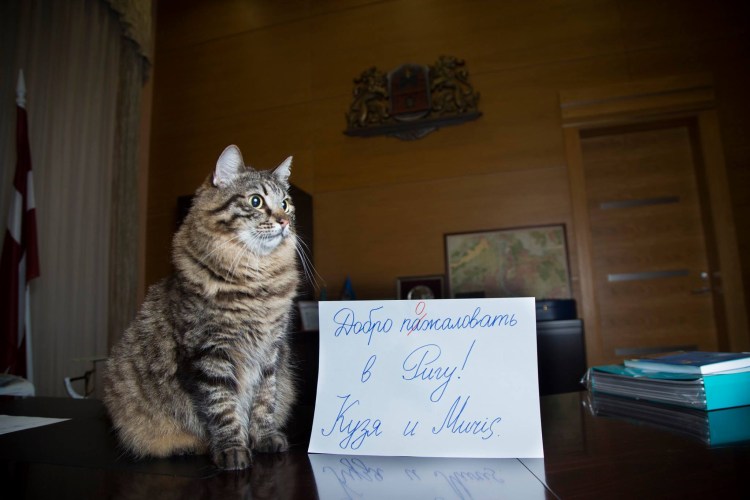 Котик с письмом