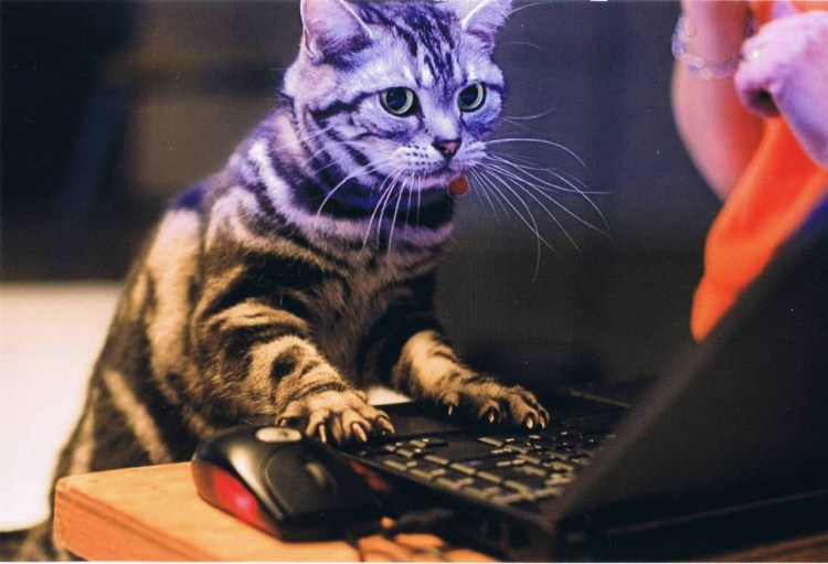 Коты учителя