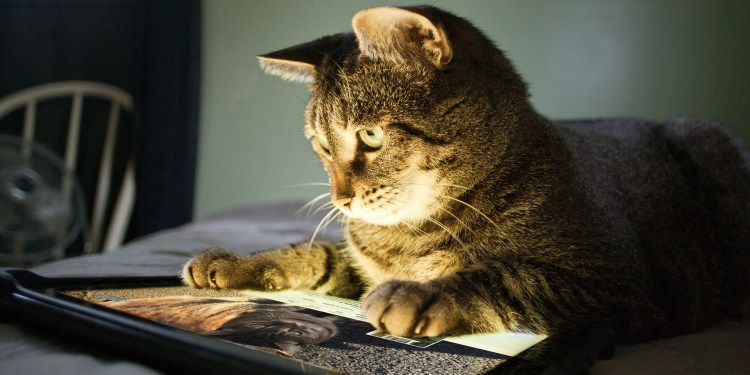 Кошка и компьютер