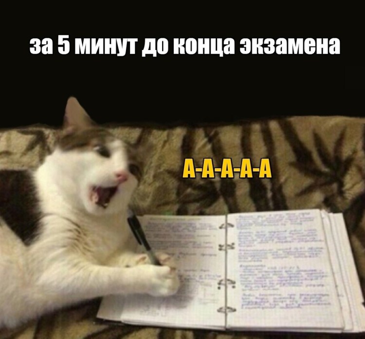 Котик дедлайн
