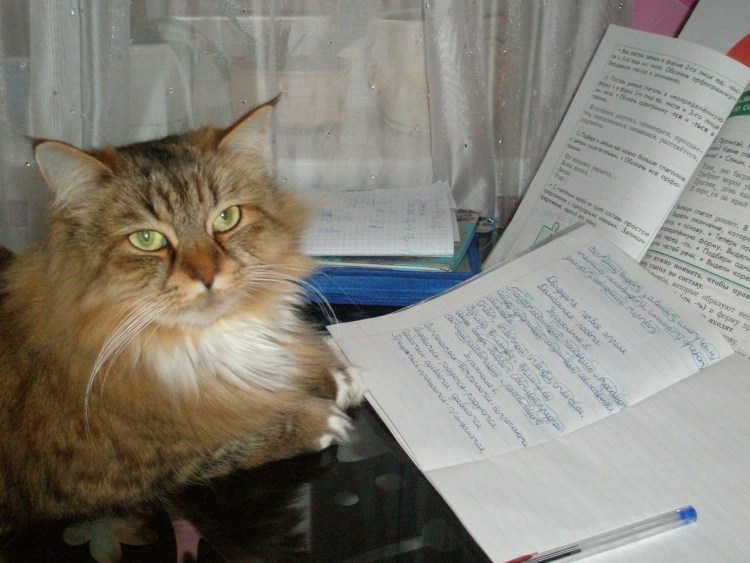 Коты учат уроки