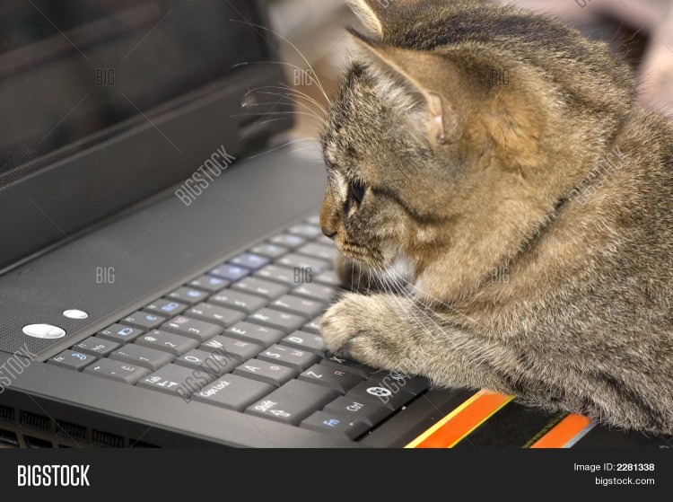 Кот за клавиатурой