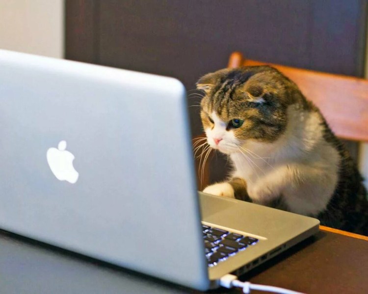 Гофман житейские воззрения кота Мурра иллюстрации