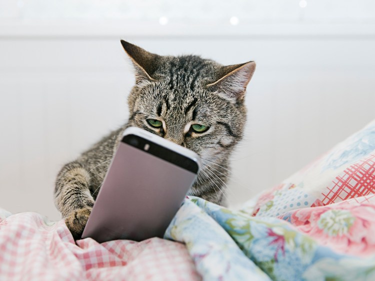 Кот с письмом