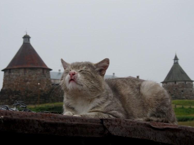 Священная кошка Египта