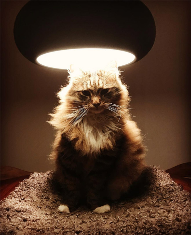 Кот в церкви