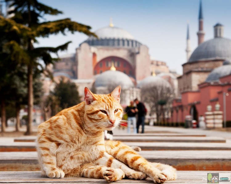 Бирманская кошка