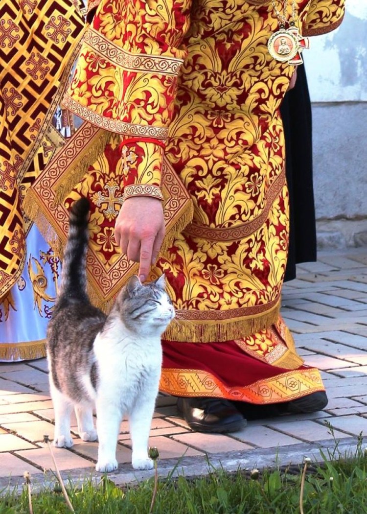 Святые коты