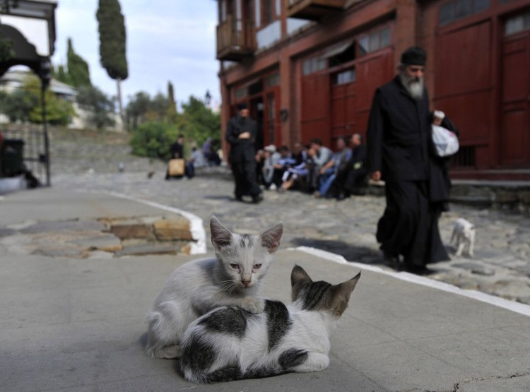 Орхидея tabby Cat