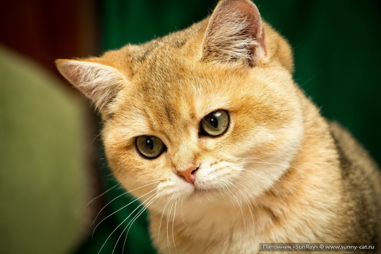 Рыжий британский кот прямоухий