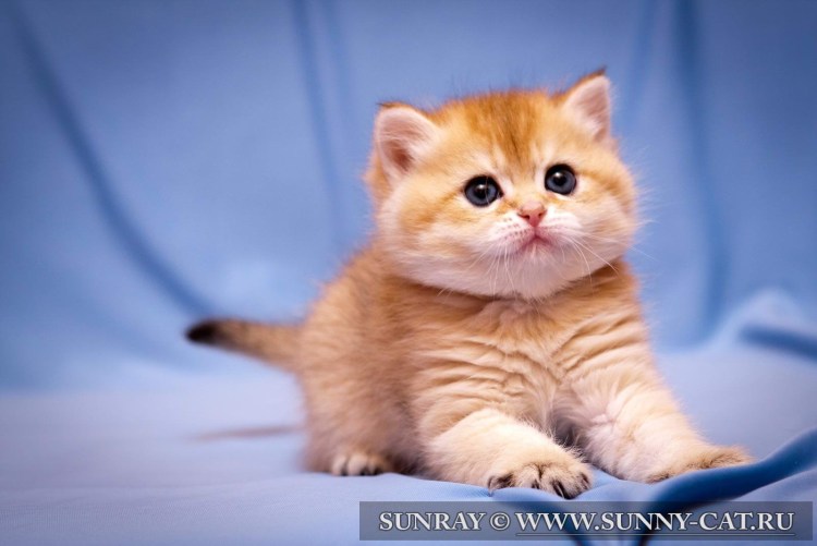 Британские короткошерстные котята рыжие