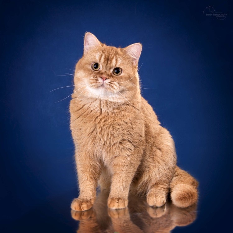 Британский короткошерстный кот рыжий