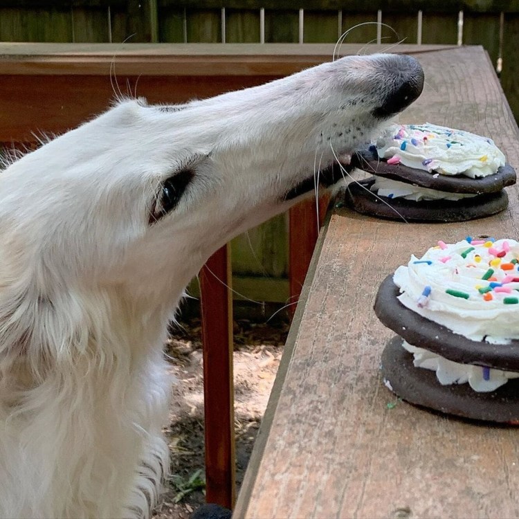 Борзая Эрис