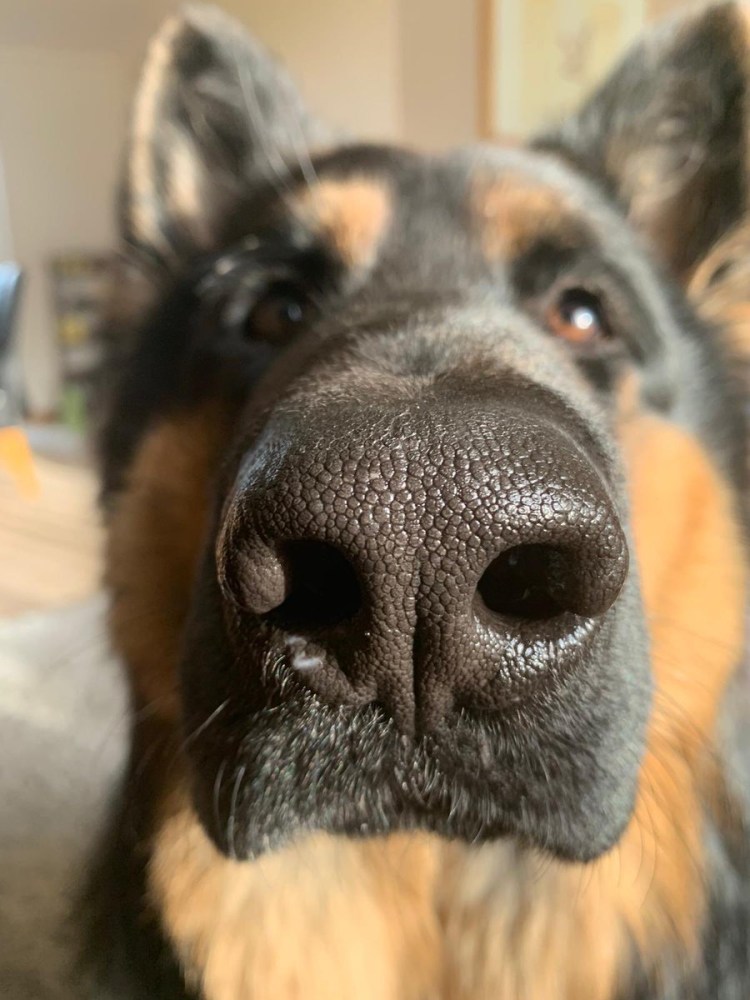 Морда собаки