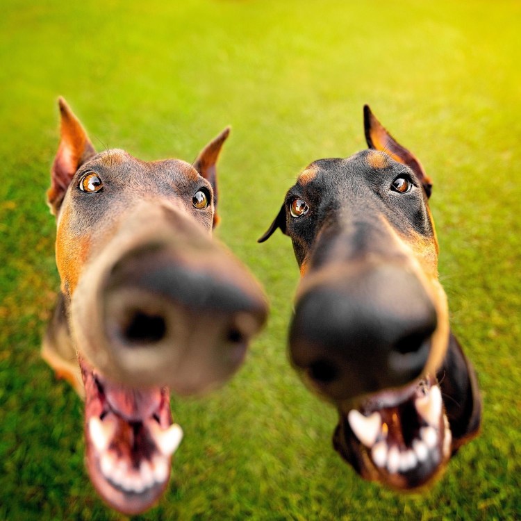 Бойцовский бультерьер