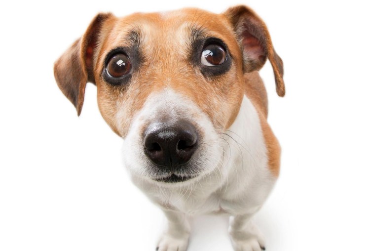 Морда собаки