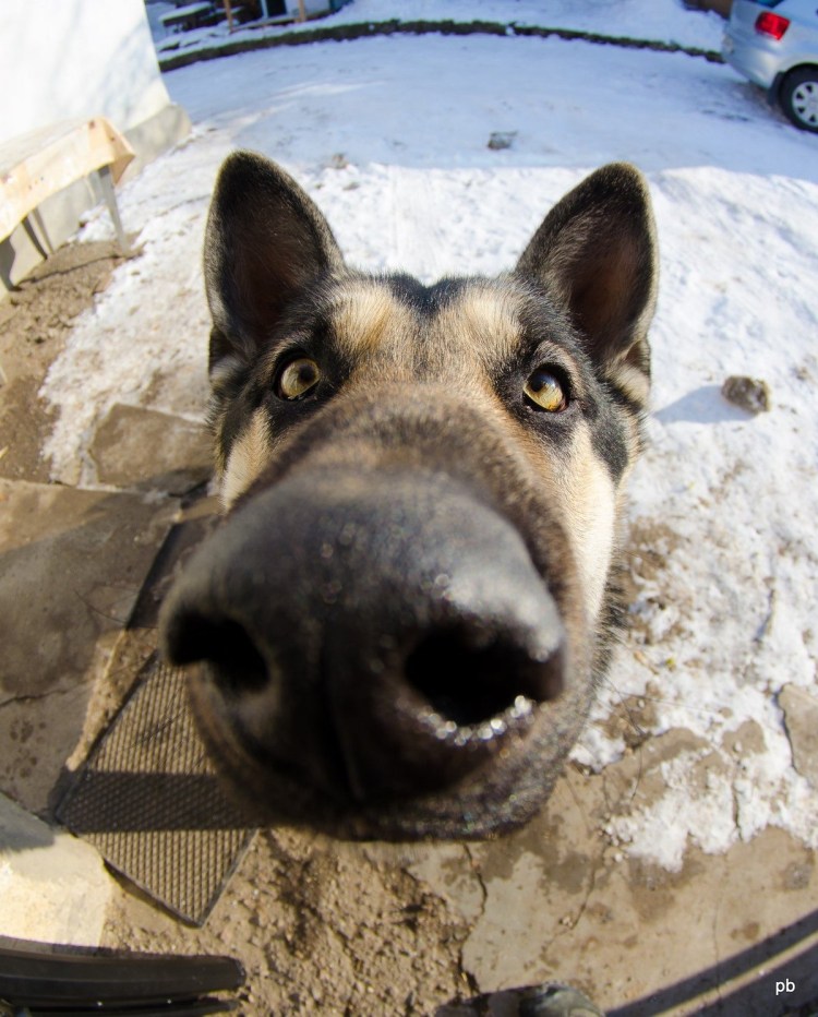 Русская псовая борзая анфас