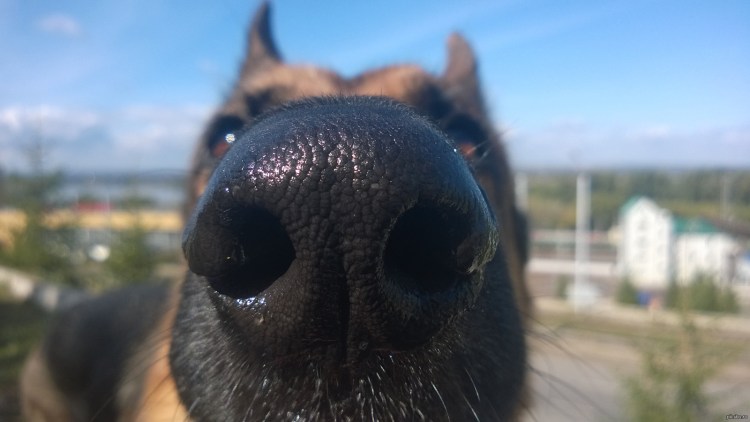 Смешной взгляд собаки