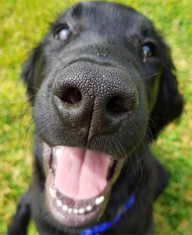 Собака с большими глазами