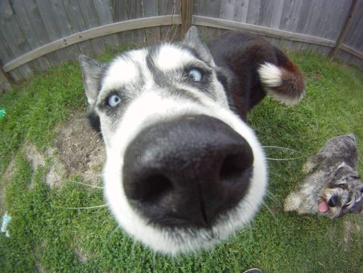 Смешной собачий нос