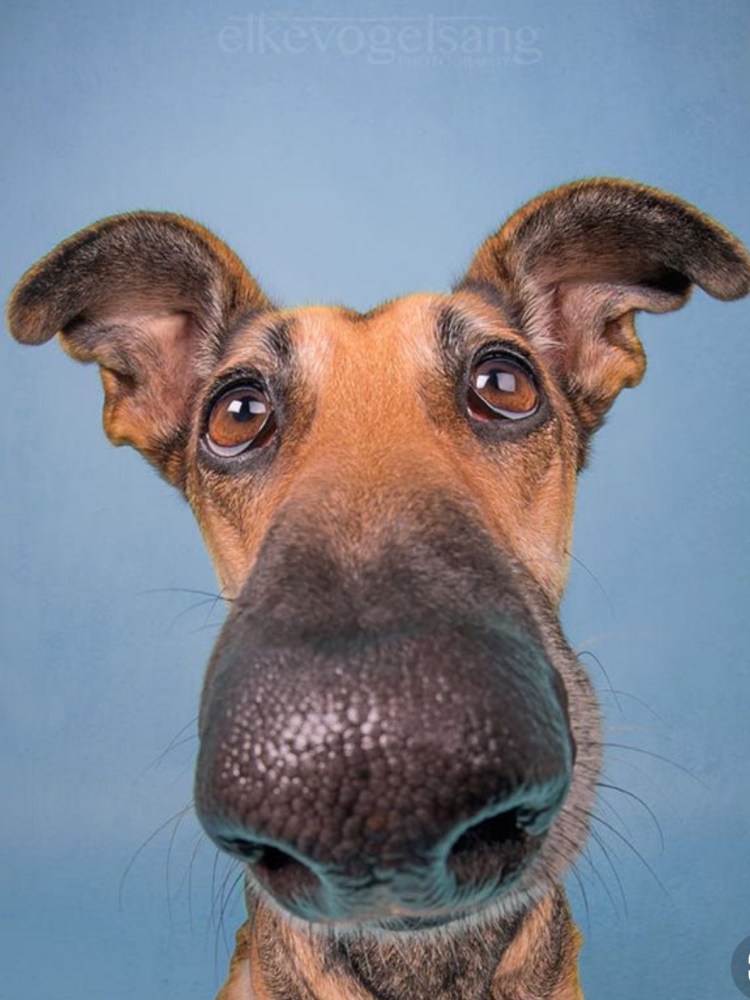 Собачий нос