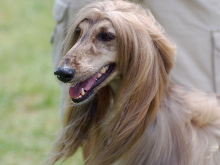 Любопытный пес